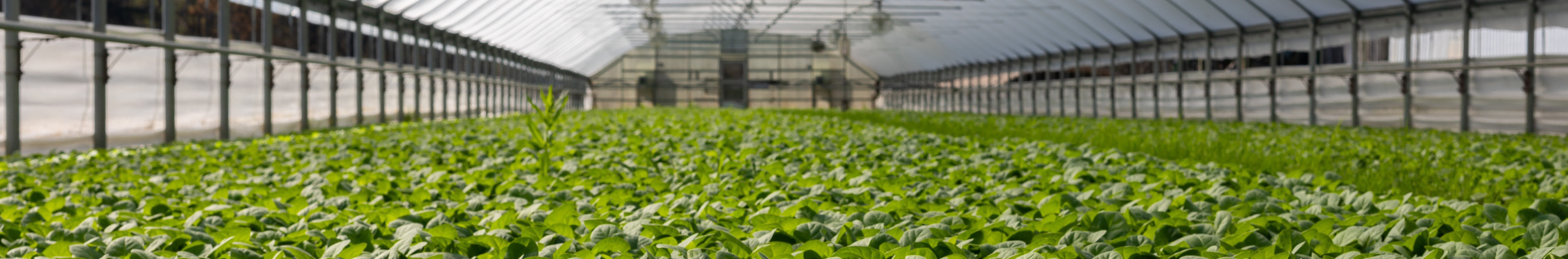 Agricultural Management Programme